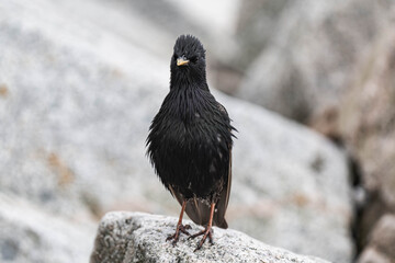 Common starling at the oceanfront in British Columbia, Canada. 