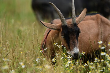 Braune Ziege mit Hörnern grast in hoher Kräuterwiese