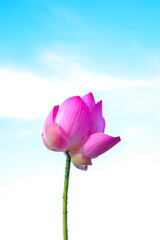 Beautiful lotus on blue sky background, Pink water lily flower