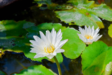 Close-up of a white water lily blooming beautifully in a calm pond surrounded by lush green lotus leaves under natural sunlight. Ideal for nature, botanical, and peaceful landscape themes.