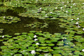 Close-up of a white water lily blooming beautifully in a calm pond surrounded by lush green lotus leaves under natural sunlight. Ideal for nature, botanical, and peaceful landscape themes.