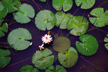 Close-up of a white water lily blooming beautifully in a calm pond surrounded by lush green lotus leaves under natural sunlight. Ideal for nature, botanical, and peaceful landscape themes.