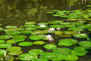 Close-up of a white water lily blooming beautifully in a calm pond surrounded by lush green lotus leaves under natural sunlight. Ideal for nature, botanical, and peaceful landscape themes.