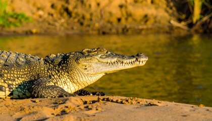 Obraz premium Crocodile by the riverbank at dawn