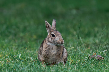Feral bunny in British Columbia, Canada.