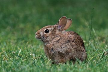 Feral bunny in British Columbia, Canada.