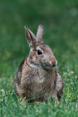 Feral bunny in British Columbia, Canada.