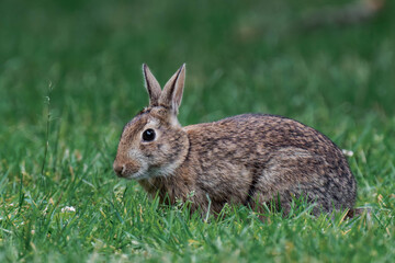 Feral bunny in British Columbia, Canada.