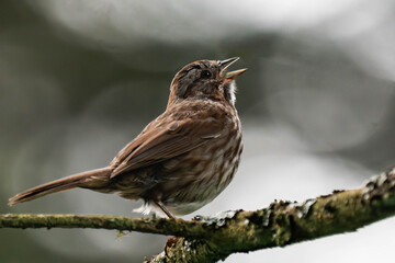 Adult song sparrow (Melospiza melodia) sitting on a tree branch.