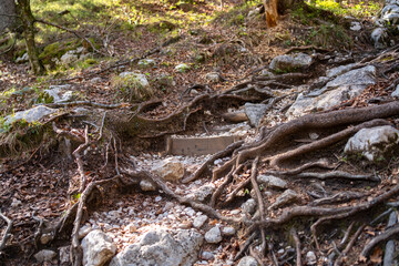 Steep trail with visible tree roots and rocks in a forest. A rugged natural path symbolizing effort and journey in wilderness trekking