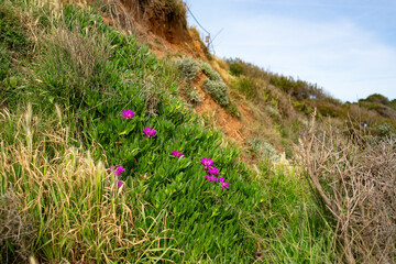 Vivid magenta flowers of Carpobrotus edulis (hottentot fig or ice plant) blooming along a coastal...