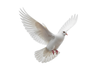 A transparent dove in mid-flight with fully spread wings, showcasing intricate feather details and a powerful, graceful form against a transparent studio background with bright, shadowless