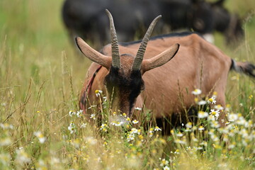 Braune Ziege mit Hörnern grast in hoher Kräuterwiese