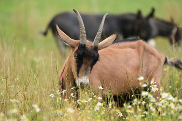 Braune Ziege mit Hörnern grast in hoher Kräuterwiese
