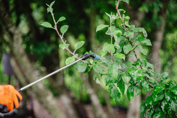 Preparing a solution to protect plants from insects and diseases and spraying it with a hand pump