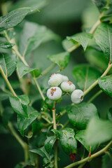 Large blueberries on a branch - ripening berries in the garden