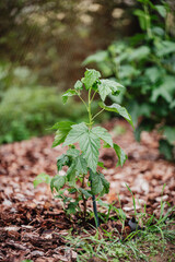 Young small currant bush - garden seedling of berry bush