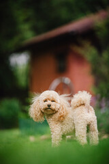 Cheerful cute toy poodle apricot happily spends time outdoors in the garden