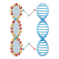 3d render of a dna molecule