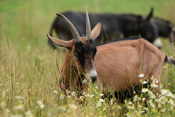 Braune Ziege mit Hörnern grast in hoher Kräuterwiese