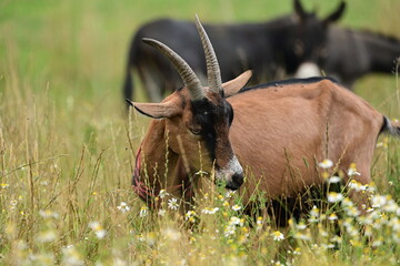 Braune Ziege mit Hörnern grast in hoher Kräuterwiese