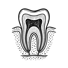 Tooth cross-section anatomy vector illustration in engraving style