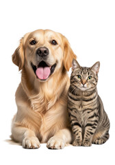 Fototapeta premium Healthy golden retriever dog and tabby cat posing relaxed in a professional studio with pristine transparent background, soft lighting, conveying joy and curious serenity. Concept of animal friendship