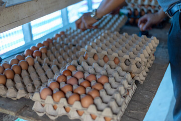 Farm worker weighing and sorting fresh eggs for quality control at a poultry farm.