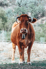 Galician blonde Cow
