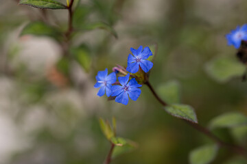 Close up on a Ceratostigma willmottianum flower, also known as Chinese plumbago. This is a species of flowering plant in the family Plumbaginaceae that is native to western China and Tibet.