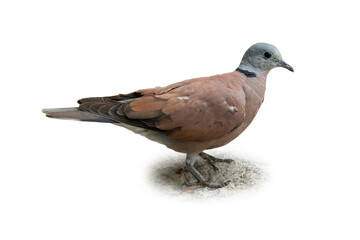 Red Collared Dove standing on sandy ground with soft lighting, showing its rufous body and distinct black neck collar.