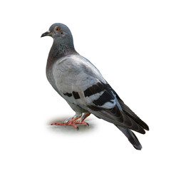 Rock Pigeon standing on concrete surface, displaying its classic gray feathers, black wing bars, and iridescent neck in a close-up side profile.