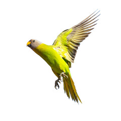 Female Blossom-headed Parakeet in flight with wings up and claws visible, isolated on white background.