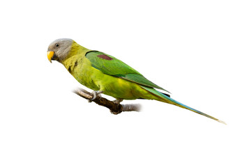 Female Blossom-headed Parakeet perched gracefully, showing soft green body, grey head, and yellow-orange beak on a white background.