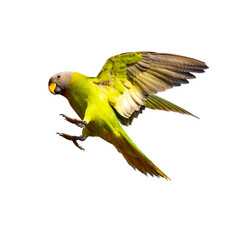 Flying female Blossom-headed Parakeet with open wings and yellow-green plumage, isolated on white background in mid-air action.