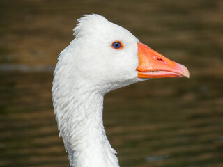 Anser anser domesticus