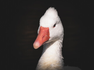 Anser anser domesticus