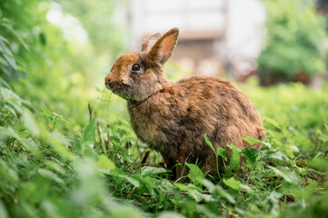Cute brown rabbit sitting on green grass and eating fresh grass in summer garden