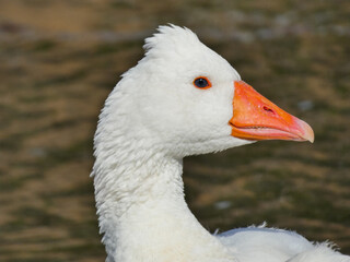 Anser anser domesticus