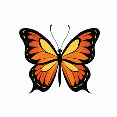 butterfly on white background