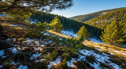 Golden hour sunlight illuminates pine forest slope with patches of snow and pinecones