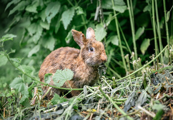 Cute brown rabbit sitting on green grass and eating fresh grass in summer garden