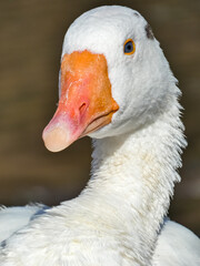 Anser anser domesticus