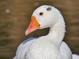 Anser anser domesticus