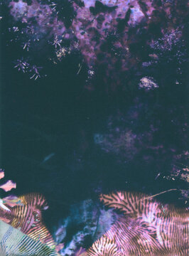 coral reef in the sea