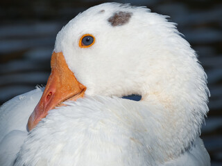 Anser anser domesticus