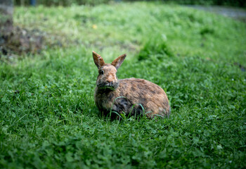 Cute brown rabbit sitting on green grass and eating fresh grass in summer garden