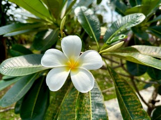 frangipani White Plumeria Flower in Bloom - Tropical Close-Up with Green Foliage