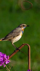 Fototapeta premium Small bird perched on metal post