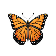 butterfly on white background
